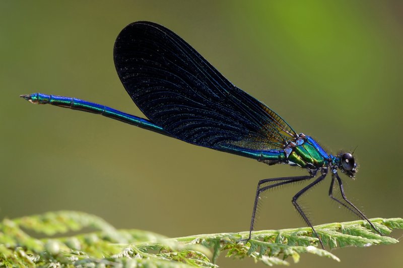 Calopteryx virgo meridionalis man,  zuidelijke ondersoort  bosbeekjuffer