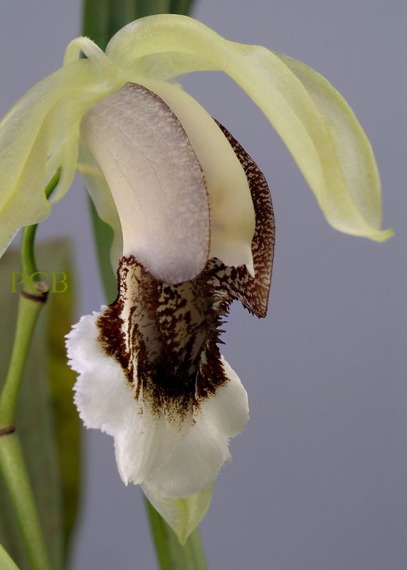 Coelogyne speciosa, flower 6.5 cm