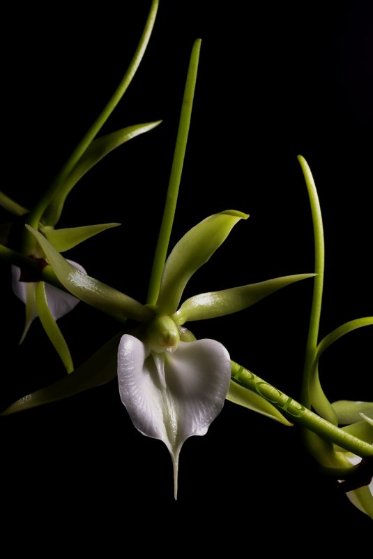 Angraecum eburneum, groing upside down