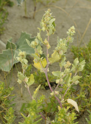 Zeegroene ganzevoet, Ghenopodium glaucum