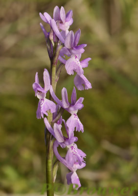 Kleine of ijle mannetjes orchis, Orchis mascula ssp. olbiensis