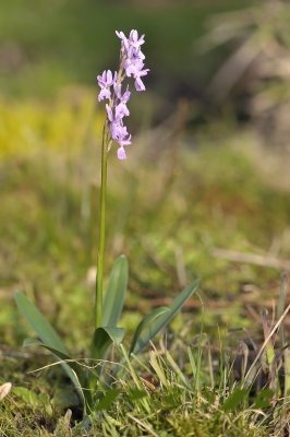 Kleine of ijle mannetjes orchis, Orchis mascula ssp. olbiensis