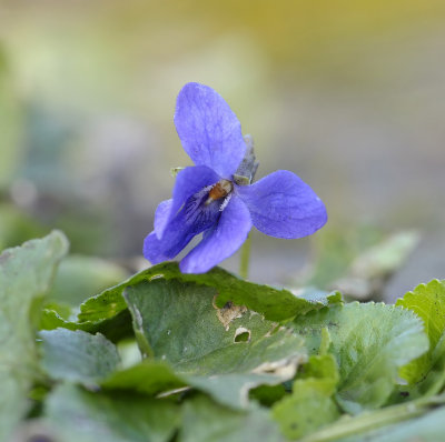 Viola odorata, maarts viooltje