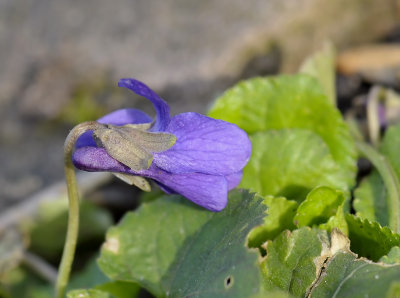 Viola odorata, maarts viooltje