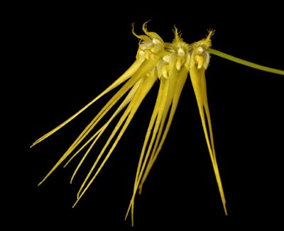 Bulbophyllum flaviflorum, 4 cm