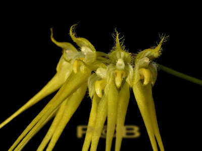 Bulbophyllum flaviflorum, 4 cm