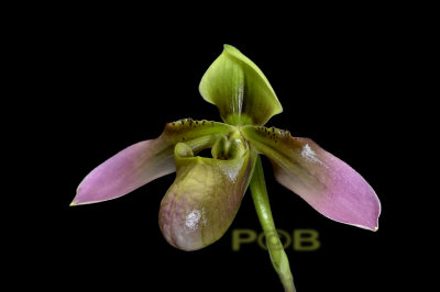 Paphiopedilum robinsoniae