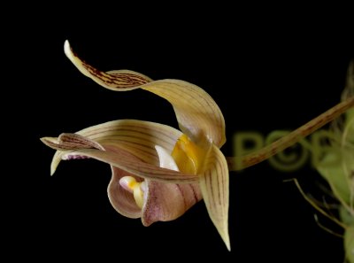 Bulbophyllum. sp