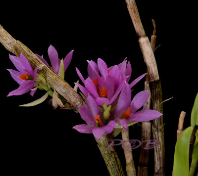 Dendrobium bracteosum