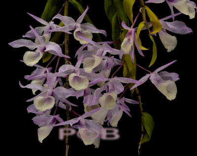 Dendrobium aphyllum