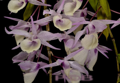 Dendrobium aphyllum - syn. Dendrobium pierardii