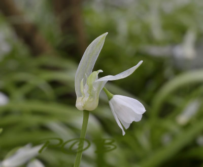 Armbloemig look, Allium paradoxum, duinen noord Holland
