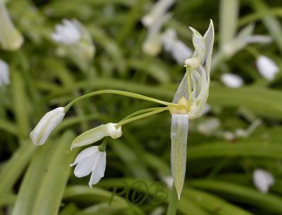 Armbloemig look, Allium paradoxum, Duinen Noord Holland