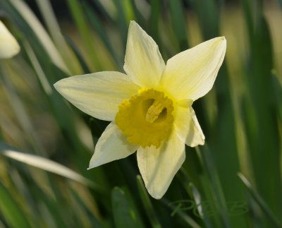Narcissus pseudonarcissus, botanic