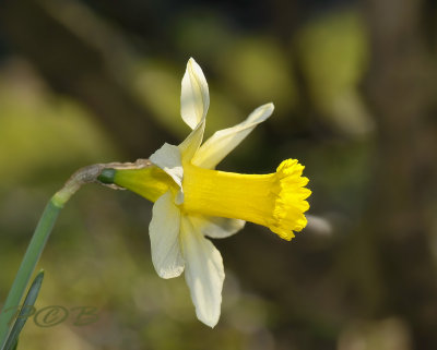 Narcissus pseudonarcissus, botanic