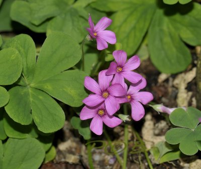 Oxalis purpurea