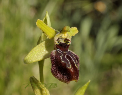 Spinnenorchis Ophrys sphegodes var. provincialis, Frankrijk Tarn