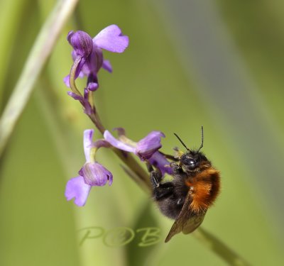 pollinator morio, Bombus pascuorum with pollinia from 3 flowers