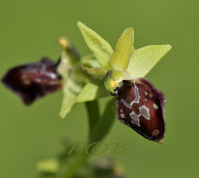 Gallery Ophrys sphegodes-spider orchid