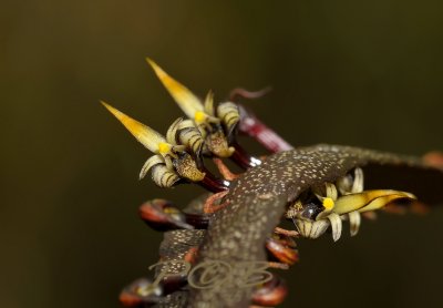 Bulbophyllum maximum, close, flowers only 6 mm across
