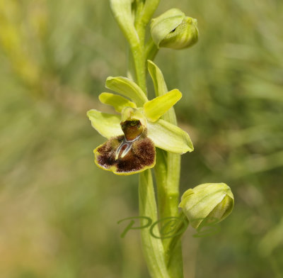 Ophrys araneola, Meuse Frankrijk