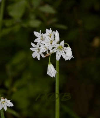 Kantige look, Allium angulosum