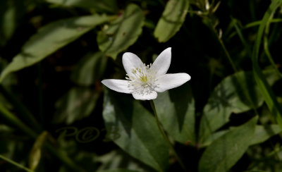 Anemone trifolium