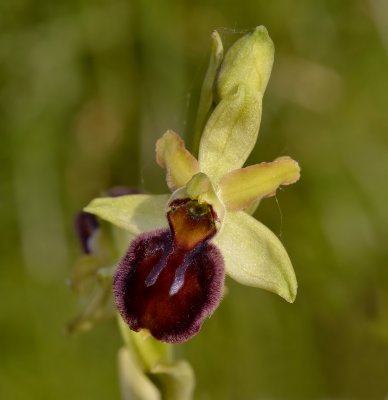 Ophrys sphegodes, typisch exemplaar
