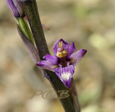 Asperge orchis, Limodorum abortivum