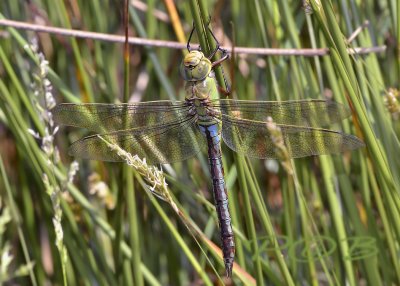 Anax imperator, female