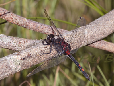 Leucorrhinia dubia