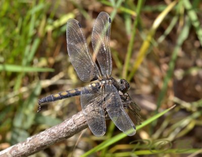 Leucorrhinia pectoralis, female