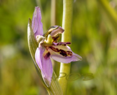 Apifera deformed flower