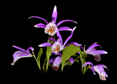 Pleione sp.