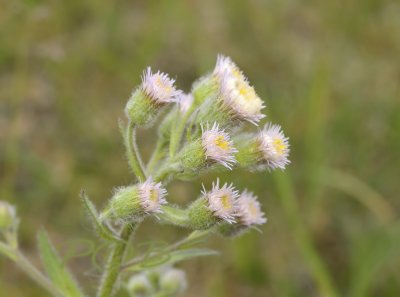 Scherpe fijnstraal, Erigeron acer