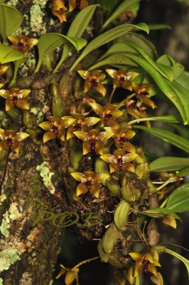 Bulbophyllum psittacoglossum, 1700 meter, flowers 2.5-3 cm across