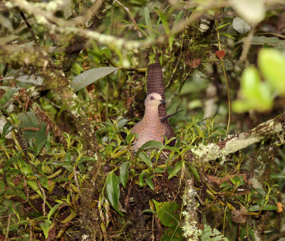 Barred cuckoo-Dove (Macropygia unchall) nesting on orchid (Pinalia bipunctuata)
