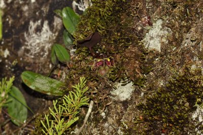 Bulbophyllum dayanum, mossy rock habitat