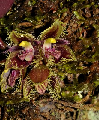 Bulbophyllum dayanum,close