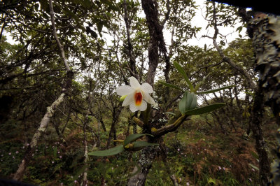 Dendrobium christyanum, habitat