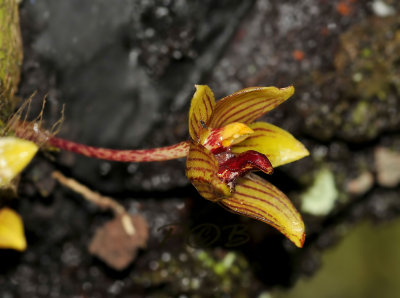 Bulbophyllum psittacoglossum, close