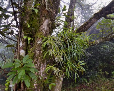 Schoenorchis gemmata, habitat cloud forest