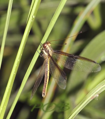 Libelhaft, dragonfly-like Owlfly, 5 cm  malaengchaang, Ascalaphidae - Neuroptera