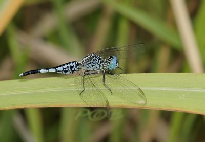 Acisoma panorpoides, male