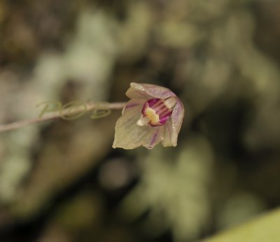 Bulbopyllum hymenanthum, cloudy forest, flower 1.5 cm across, groing upside-down