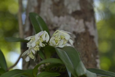 Dendrobium garretii