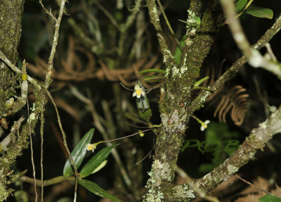 Thrixpermum ancoriferum
