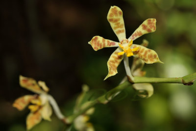 Staurochilus dawsonianus (syn. Trichoglottis dawsoniana)