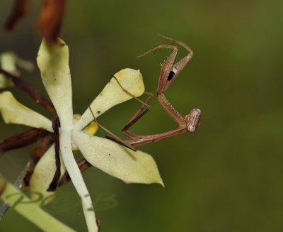 Staurochilus with mantis