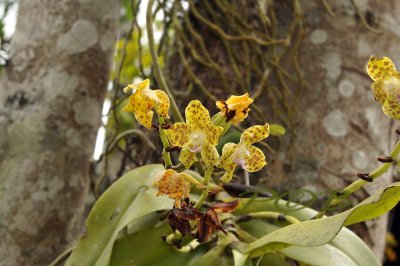 Hygrochilus parishii, New name is Phalaenopsis hygrochila